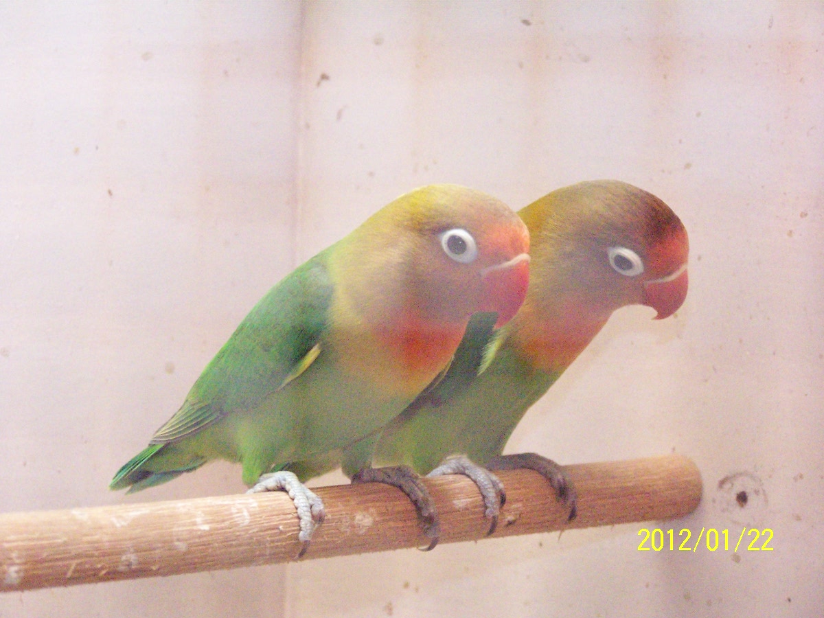 Kenari dan Lovebird Cibaduyut Bandung Jual Burung kenari 