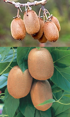 Actinidia chinensis и Actinidia deliciosa