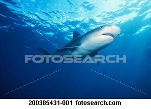 Tiger Shark