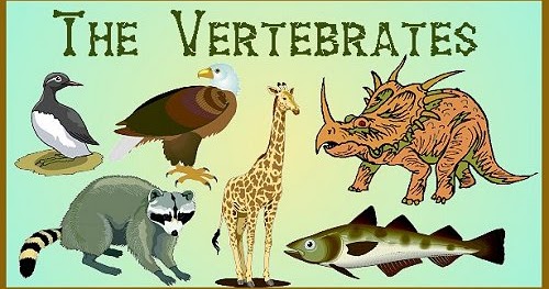  Hewan  Bertulang  Belakang  Vertebrata Naditya Blog