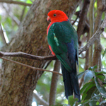 Australien und der Lamington National Park