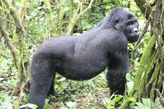 How To Select Gorilla Trekking on Africa Safari Holiday Destination