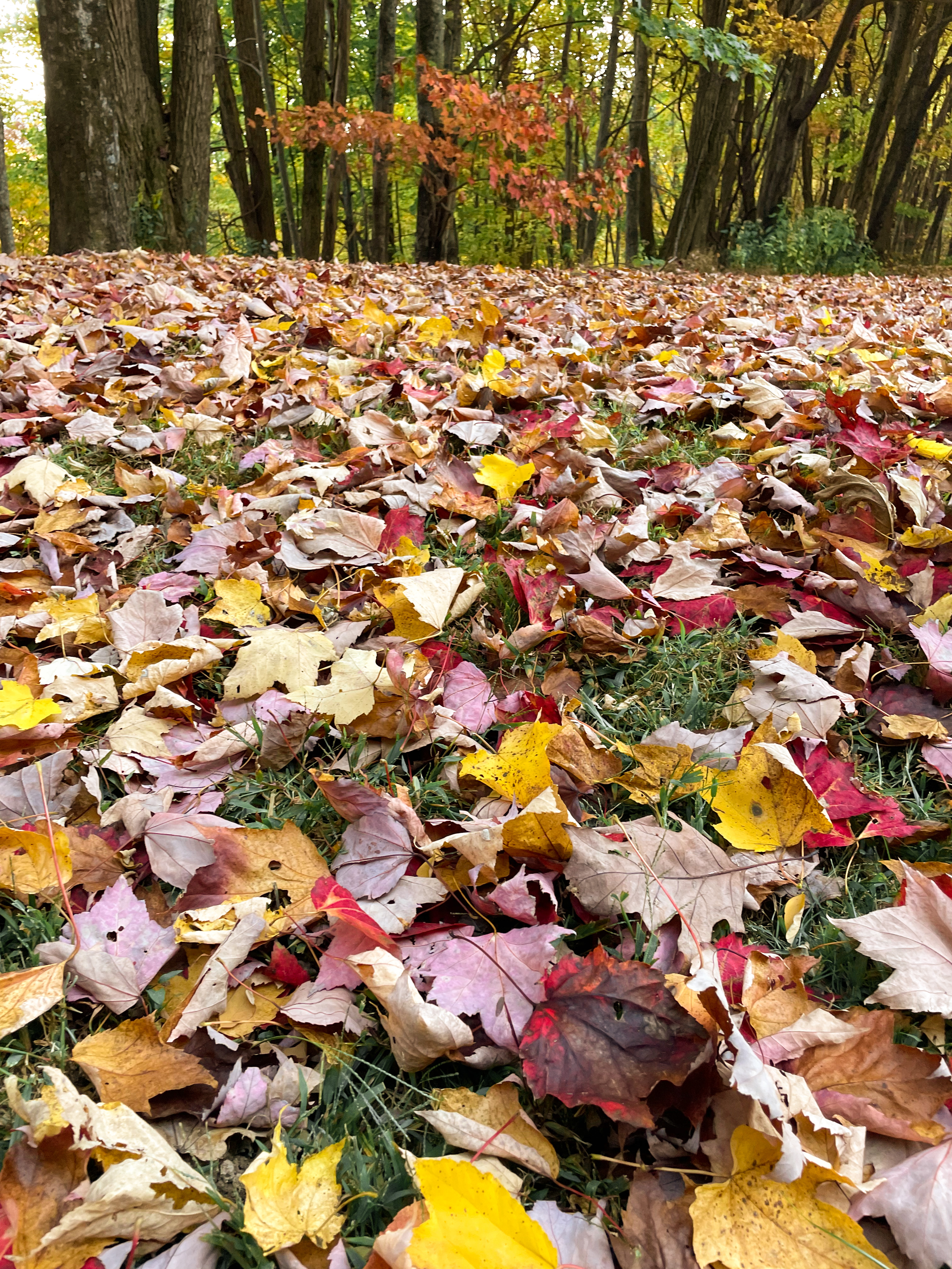 Fallen Leaves in Whitewater Falls