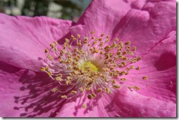 sciarpa seta rosa  -11