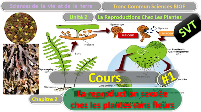 Télécharger | Cours | Tronc commun  Sciences  > La reproduction sexuée chez les plantes sans fleurs (TCS Biof)  SVT  #1