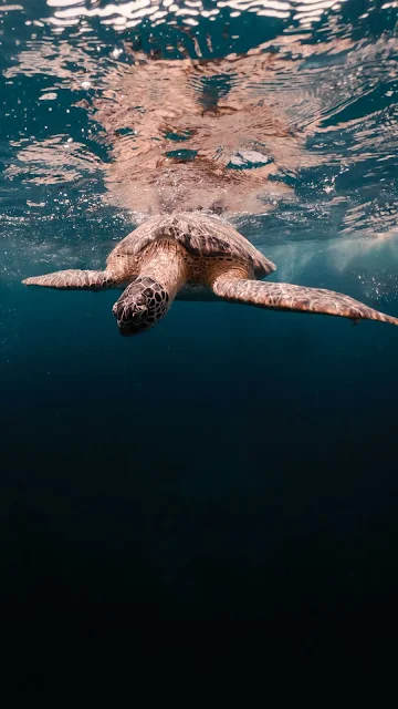 Sea Turtle, Sea, Underwater, Life