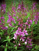 Fireweed (Epilobium angustifolia)
