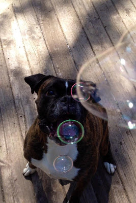 boxer dog chasing bubbles