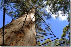 gloucester tree closeup