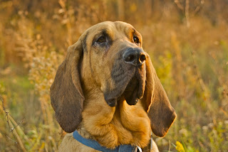 Bloodhounds Wallpaper