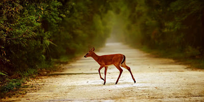 Imágenes de Animales (Paintography) by Ray Bilcliff