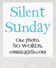 http://www.mochabeaniemummy.com/silent-sunday/