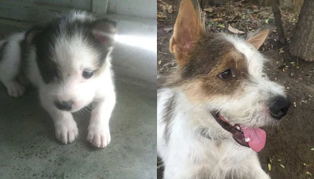 Hình ảnh chó lúc nhỏ và sau khi lớn