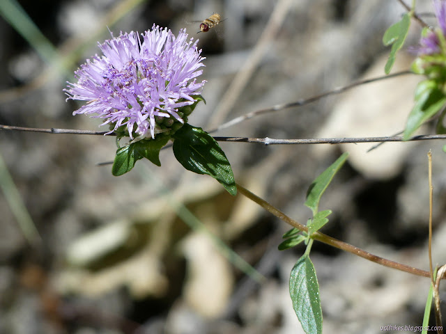 purple fluff of flower