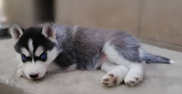 Siberian Husky Dog