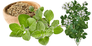 فوائد البردقوش: نظرة شاملة على الخصائص الصحية والعلاجية لهذا النبات العشبي