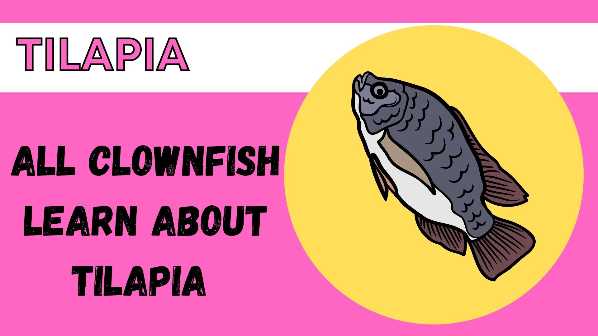 Learn about tilapia