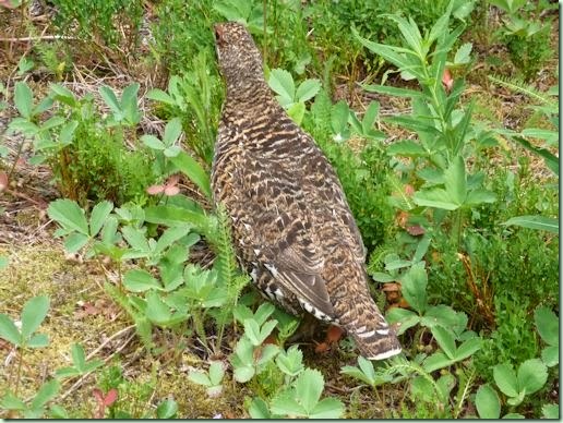 MommaGrouse