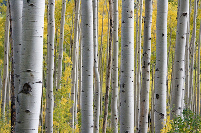 white birch trees in a forest of yellow and green