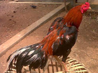 Ayam bangkok jawara Riau