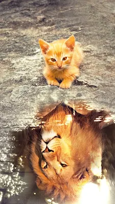 Gambar kucing dengan bayangan singa jantan keren