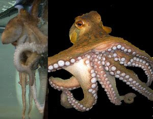 Aquarium Octopus, A aculeatus