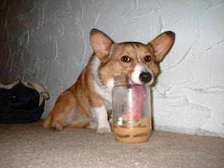 funny animal photos cute corgi licking a peanut butter jar with very long tongue
