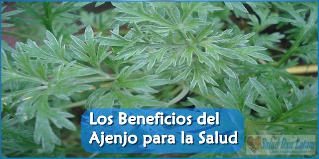 Los Beneficios del Ajenjo para la Salud 