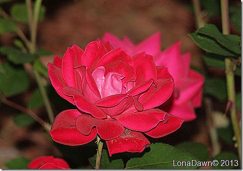 Rose_Knockout_Red2_Nite