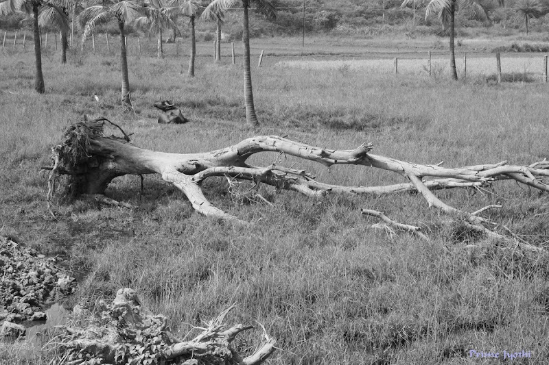 Fallen Tree