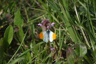 Male Orange-tip Butterfly