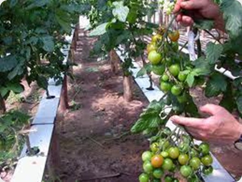 cultivos hidroponico6