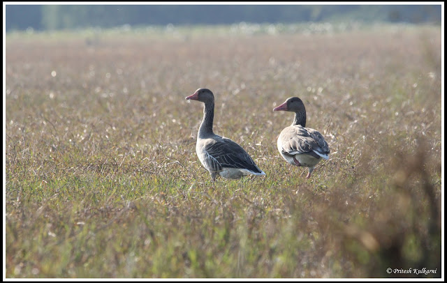 Grey Leg goose