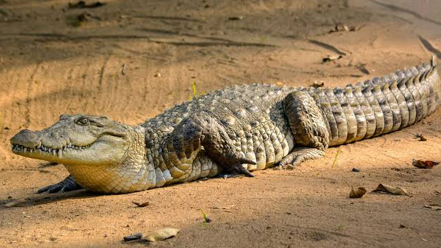 Saltwater Crocodile