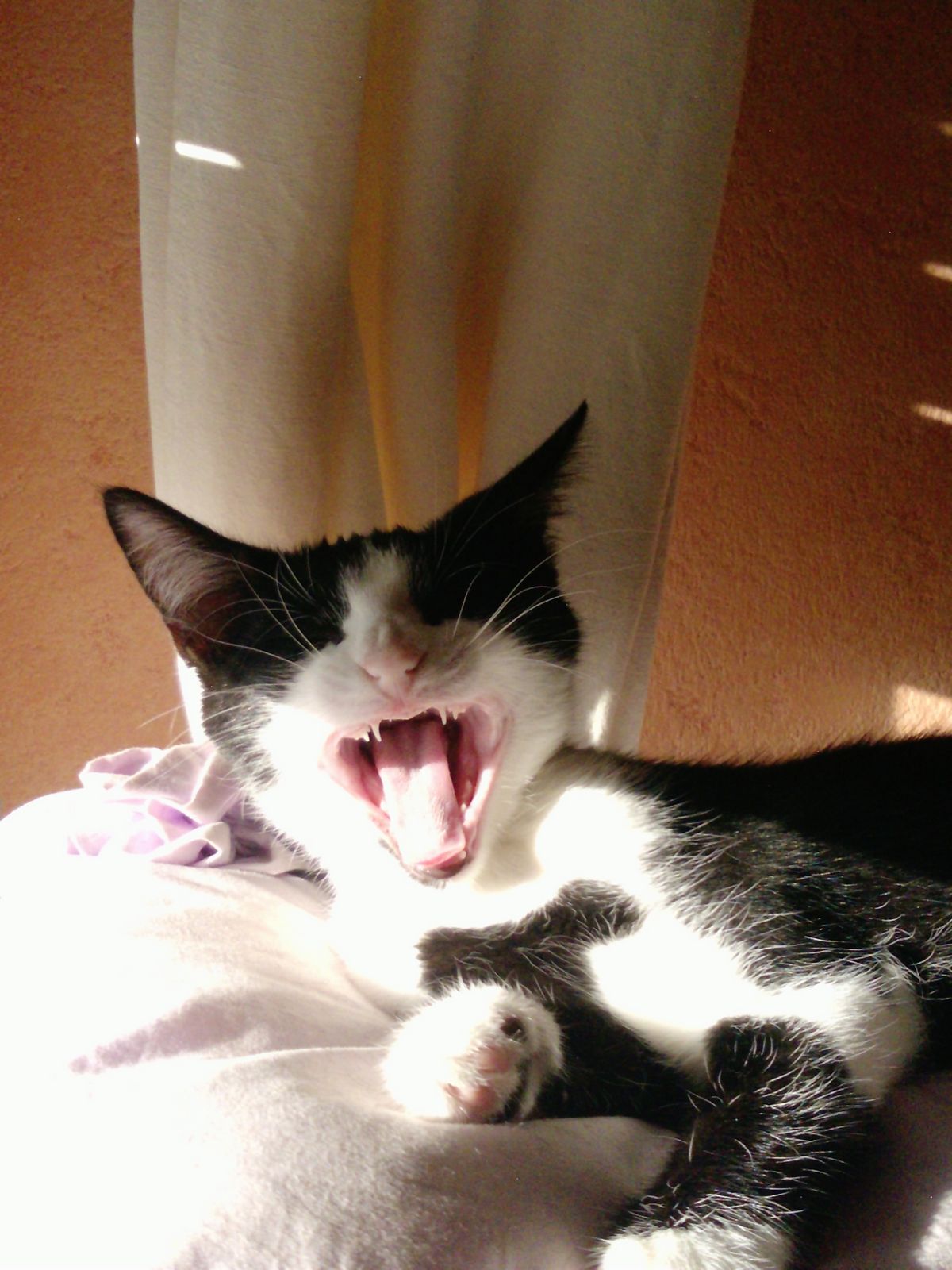 Tout Pour Mon Chat Comment Communique Votre Chat Tout Pour Mon Chat Comment Communique Votre Chat