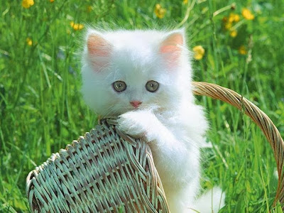 white cute little cat baby