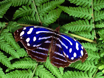 Beautiful Butterfly Normal Resolution Wallpaper 24