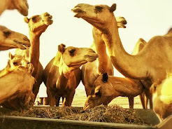 Creekside Camel Souk, Dubai, UAE