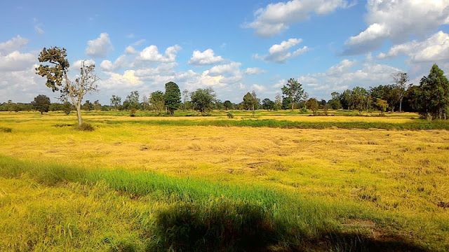 Hom Mali Rice Paddy Fields Images