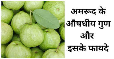 अमरूद (Guava)