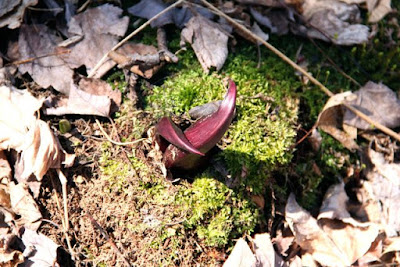 skunk cabbage, an early sign of pending Spring