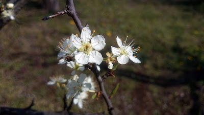 黄緑色に赤が混ざるような品種のハタンキョウの花。 花は白色が強めです。