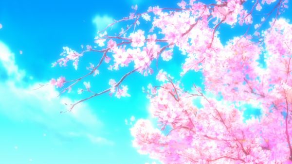 صور أشجار أزهار ساكورا Sakura