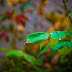 Still Life in the Rain