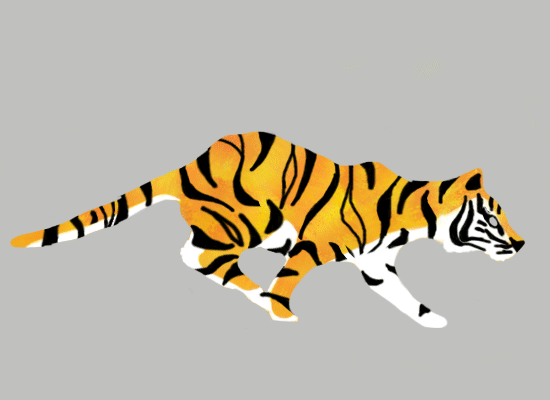 kumpulan gambar harimau dan animasi bergeraknya gambar 