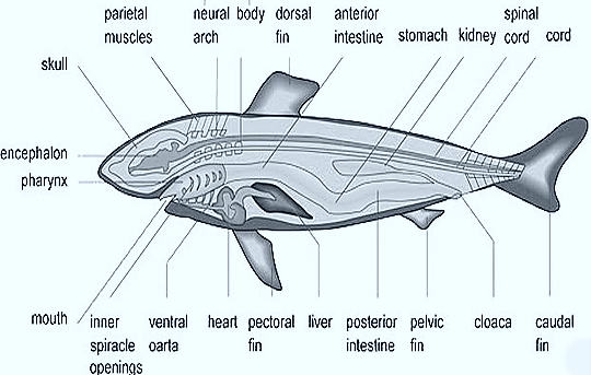 Shark Fish-Digestive system-Scoliodon -