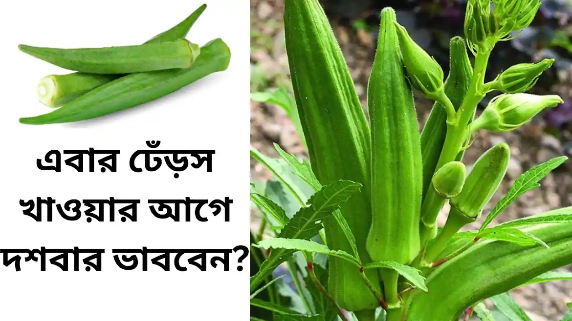 এবার ঢেঁড়স খাওয়ার আগে দশবার ভাববেন? Lady finger