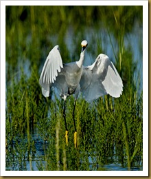 Snowy Egret Snowy Egret Dance D7K_2818 August 11, 2011 NIKON D7000
