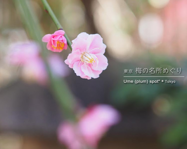 香取神社の香梅園の梅