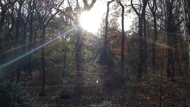 Project 366 2016 day 324 - Ecclesall Woods // 76sunflowers